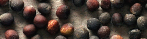 Saving Seeds from Cole Crops Image
